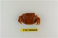 藏品(絨毛近方蟹)的圖片